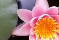 Water lily as natural filter