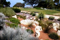 Waterwise planting on a golf course