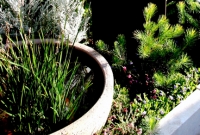 Calothamnus and native reed in water bowl