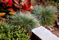 Grasses and succulents