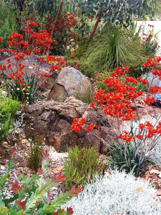 Native Flowers Perth