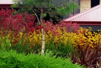 Mass planting of kangaroo paws