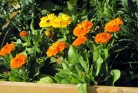 Edible & medicinal calendula flowers