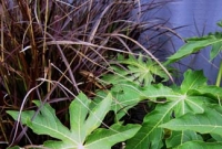 Paw paw & purple fountain grass