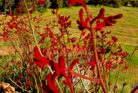 Kangaroo paws