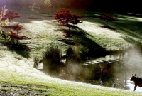 Deciduous trees by lake