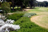 Native planting on golf course