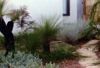 Coastal native garden