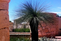 Grasstree, eremophila and grevilleas