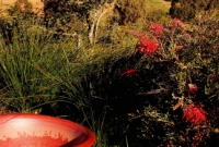 Grevillea in hills garden