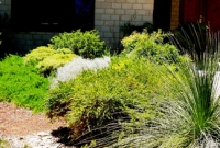 Coastal plants