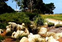 Limestone outcrops in gravel mulch