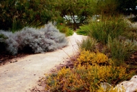 Drought tolerant local species