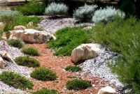 Rock garden with hardy groundcovers