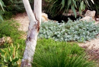 Small whitegum with native understorey