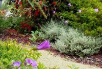 Bottle brush and native hibiscus