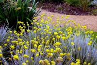 Conostylis candicans mass planted