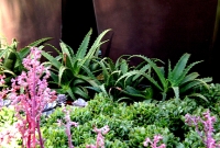 Flowering succulents and agave sp