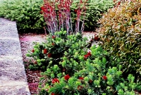 Formal planting in large hills garden