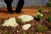 Grasstree, dianella and conostylis