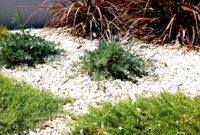 Hardy verge planting