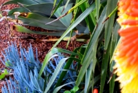 Kniphofia, agave, senechio species