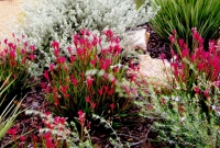 Pink kangaroo paw