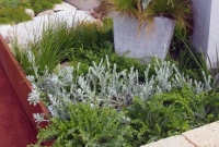 Silver & green foliage