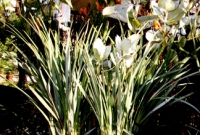 Silver foliage & kangaroo paw