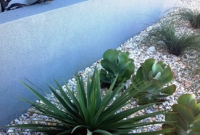 Yucca, kalanchoe and cordyline species