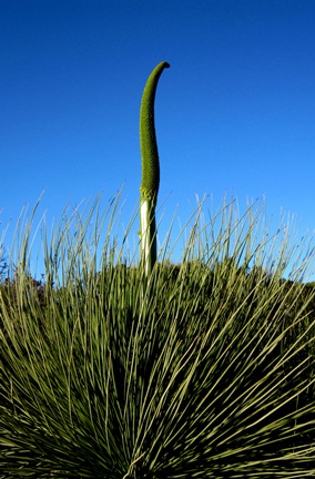 Grasstree flower