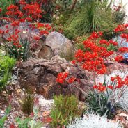 Stunning Kangaroo Paws