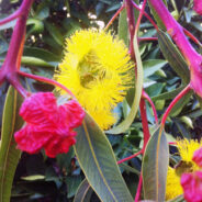 Red Capped Flowering Gum shows off in summer
