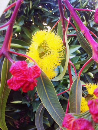 Red Capped Flowering Gum shows off in summer