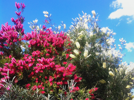 Australian native wildflowers