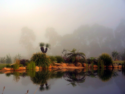 Garden reflections